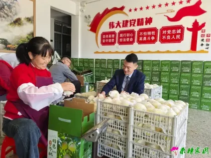 岳西农商银行助力横河村从“资金缺口”到“产业兴旺”