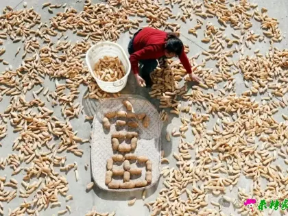 岳西马元村69 岁老人跪地刨出 “金元宝”，天麻让一亩地