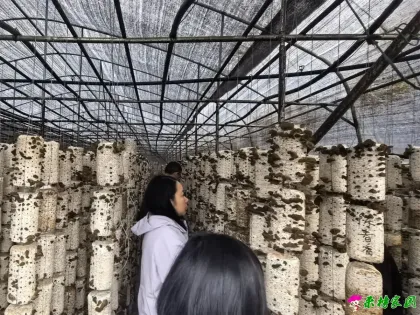 市农技推广中心到我镇开展农产品质量安全例行监测抽检
