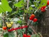 谁知道这是什么植物，叫什名字