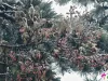 来牛草山看雾凇吧