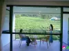石佛村：茶园染绿旅游路 生态赋能新发展
