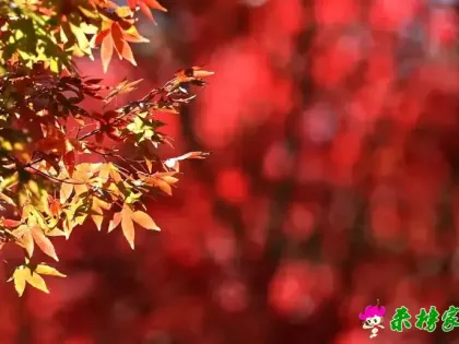 图文 | 鹞落坪的秋