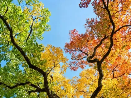 抬望眼，整颗秋心落在枝桠上