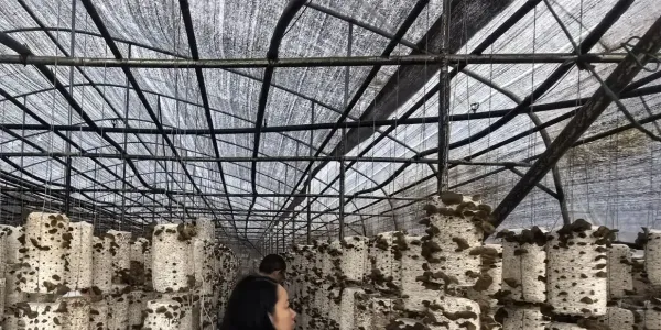 市农技推广中心到我镇开展农产品质量安全例行监测抽检