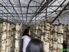 市农技推广中心到我镇开展农产品质量安全例行监测抽检