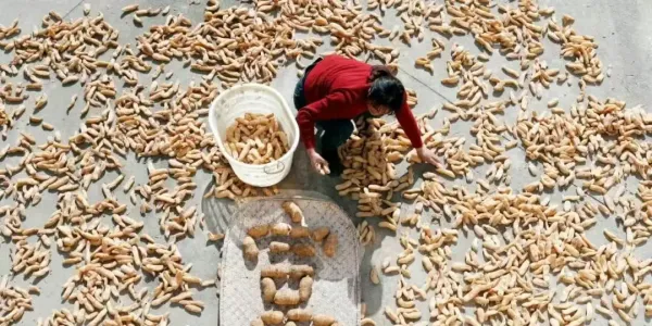 岳西马元村69 岁老人跪地刨出 “金元宝”，天麻让一亩地