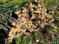 公山村生姜喜获丰收