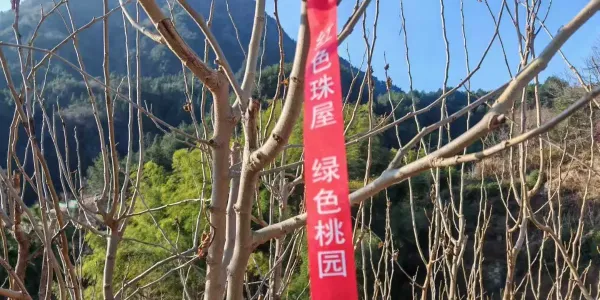 寻迹莲云桃园寨