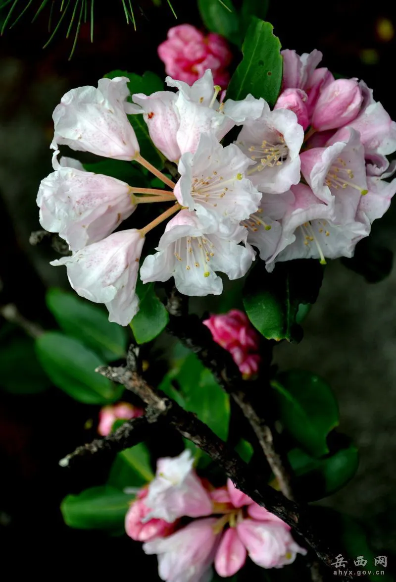 20140425075937455.webp