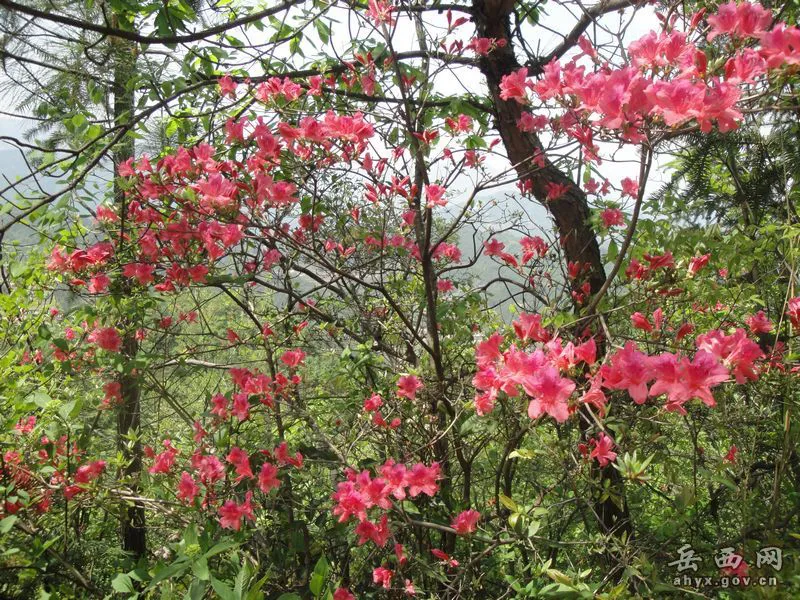 20140425075903338.webp