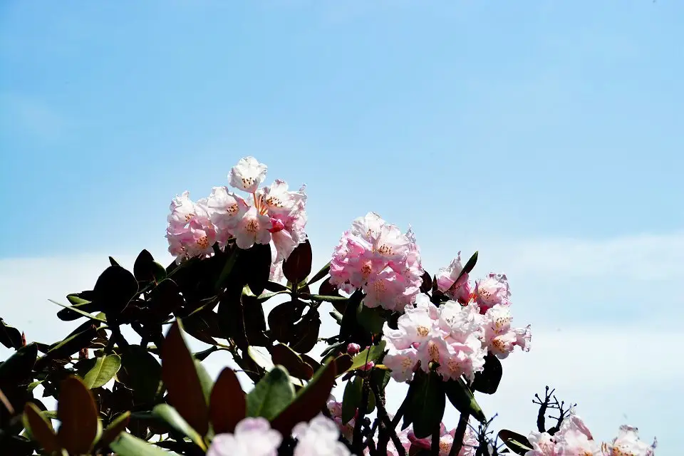 psb (49).webp