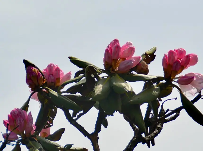 psb (51).webp