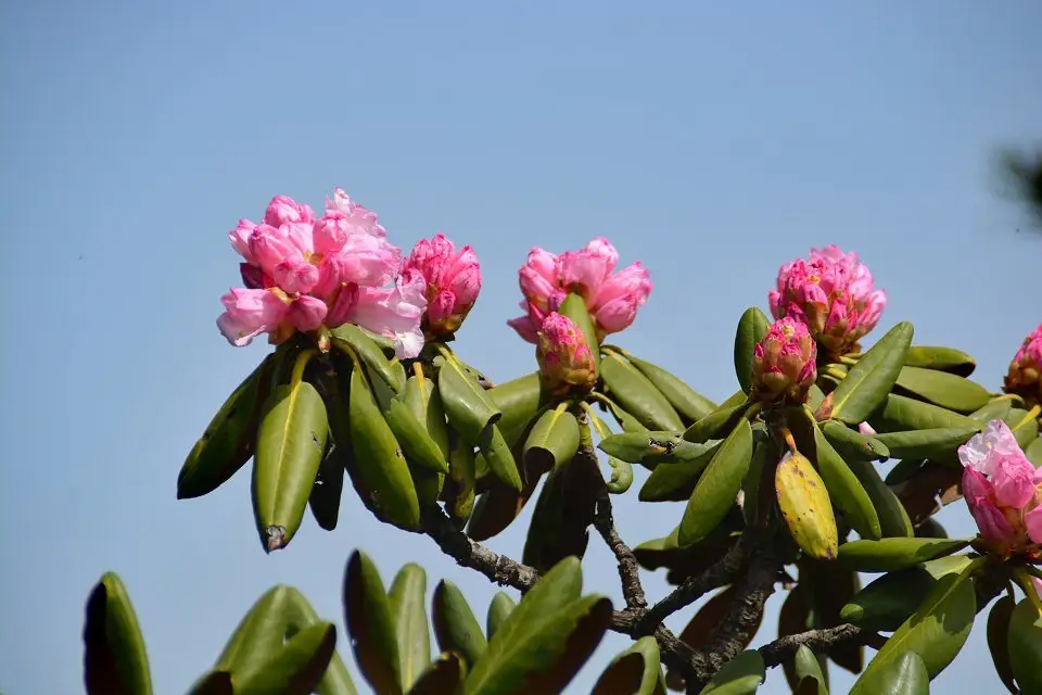 psb (52).webp