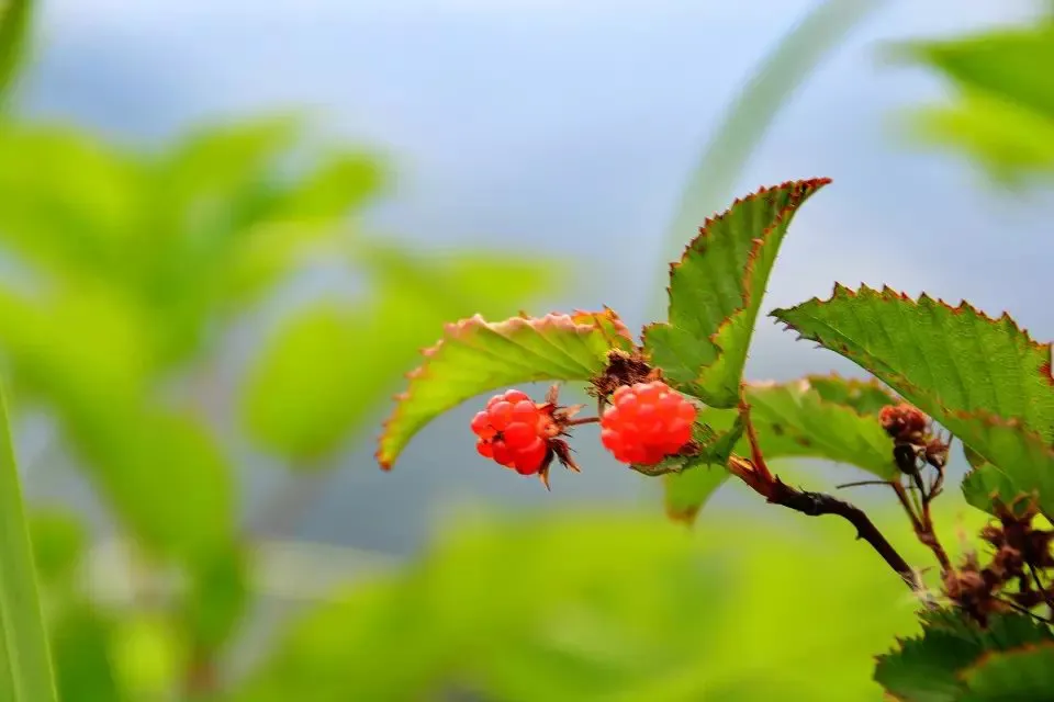 psb (181).webp