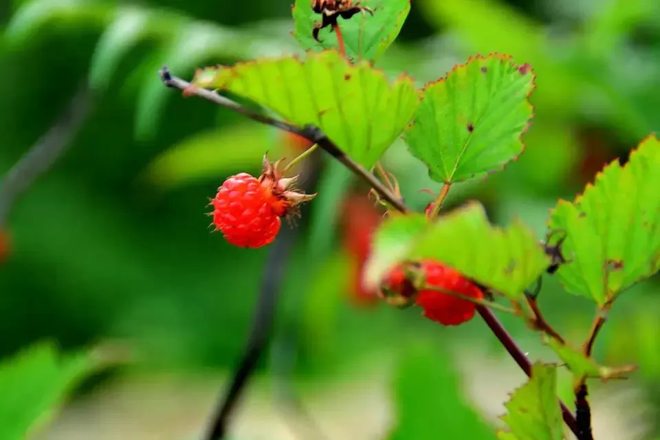 psb (182).webp