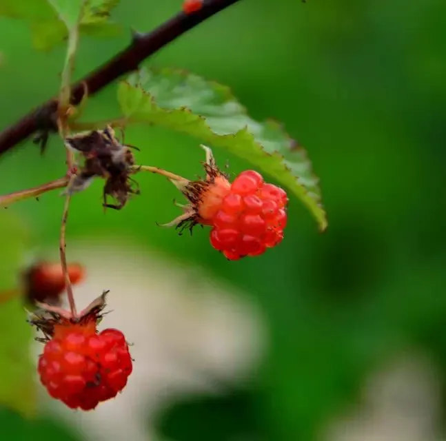 psb (183).webp