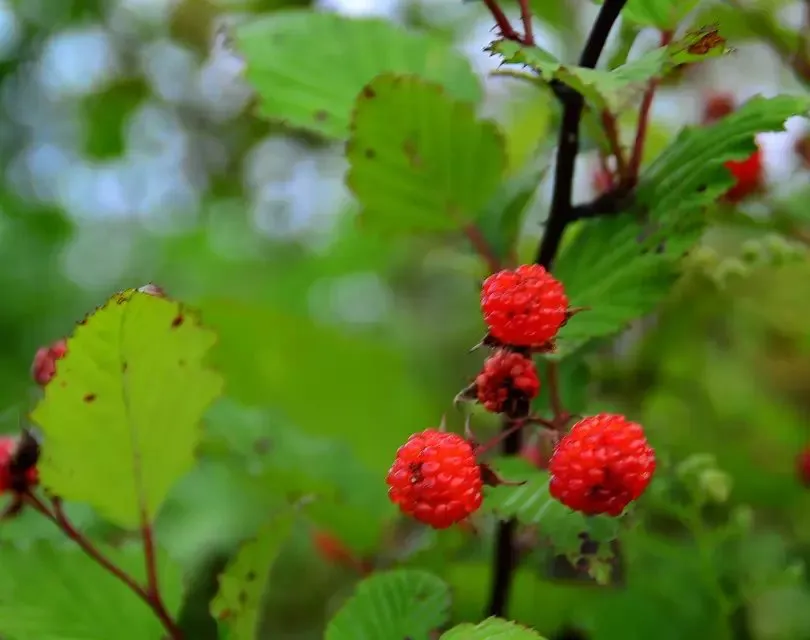 psb (185).webp