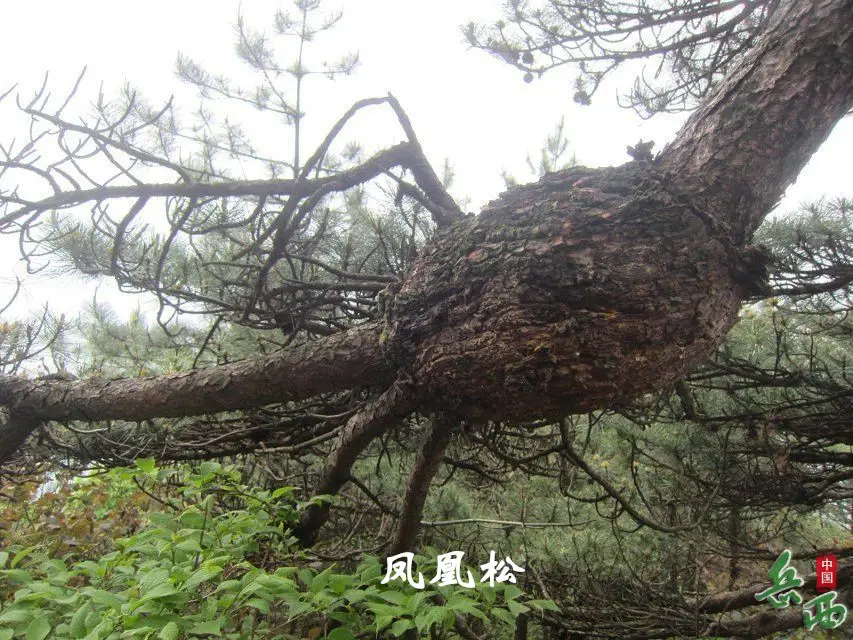 9_副本.webp
