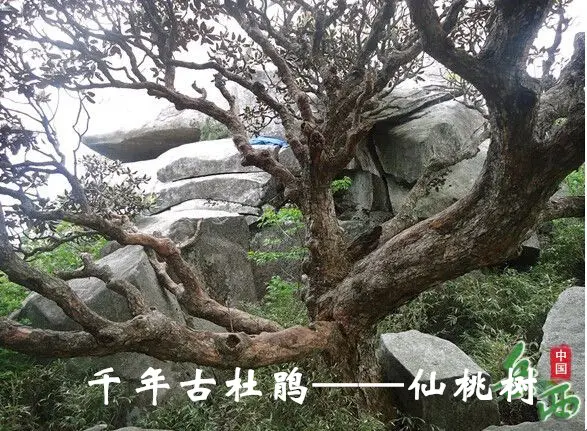20_副本.webp