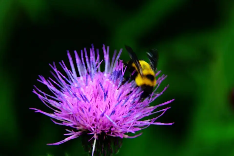psb (195).webp