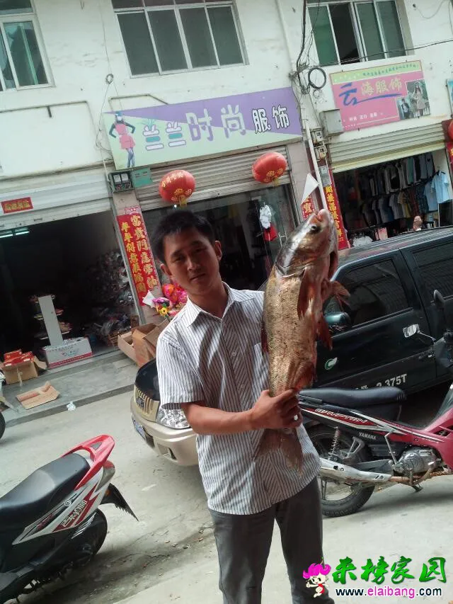 杨少昨晚钓的