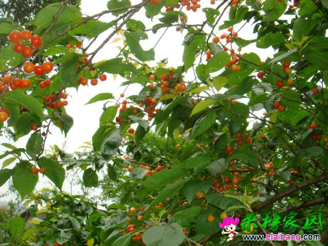 psb (7).webp