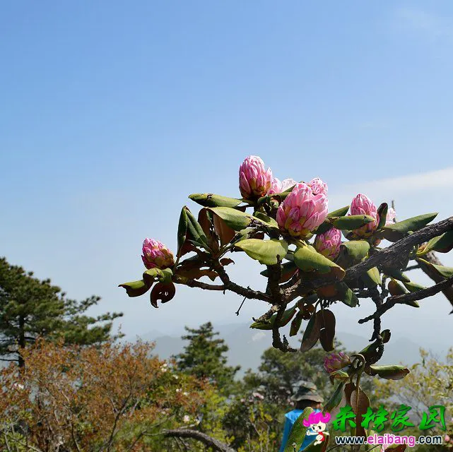 psb (50).webp