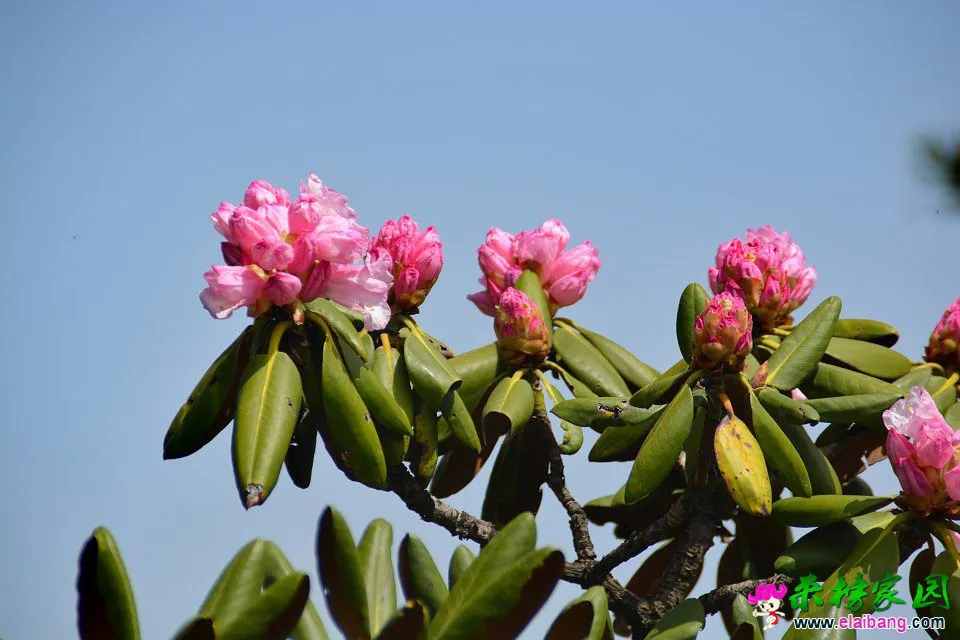 psb (52).webp
