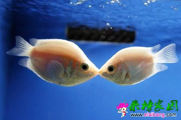 QQ图片20140703234123.webp