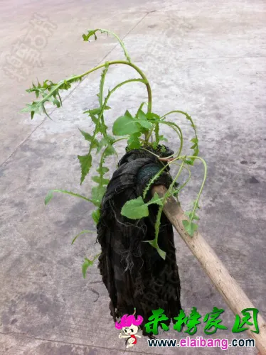 app78093013.webp
