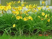 psb (8).webp