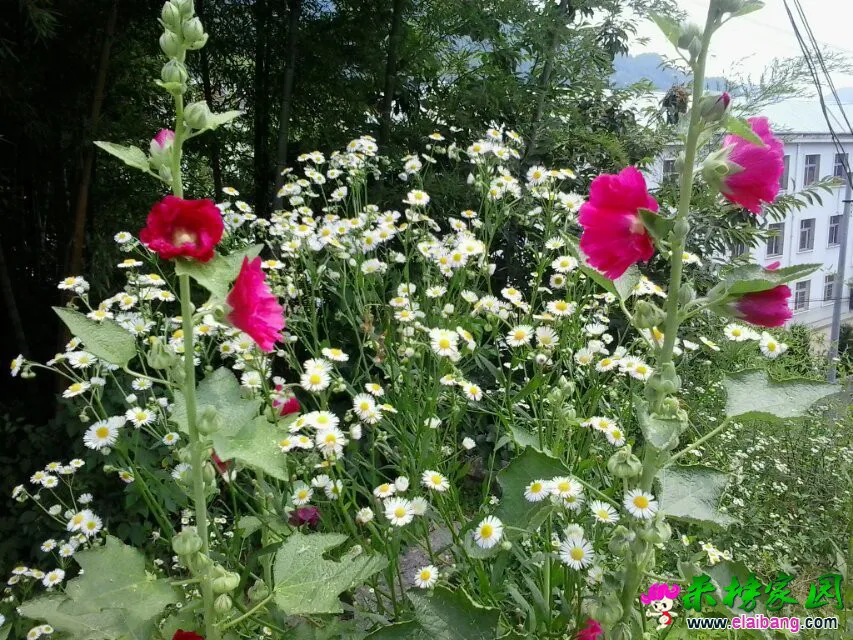 psb (4).webp