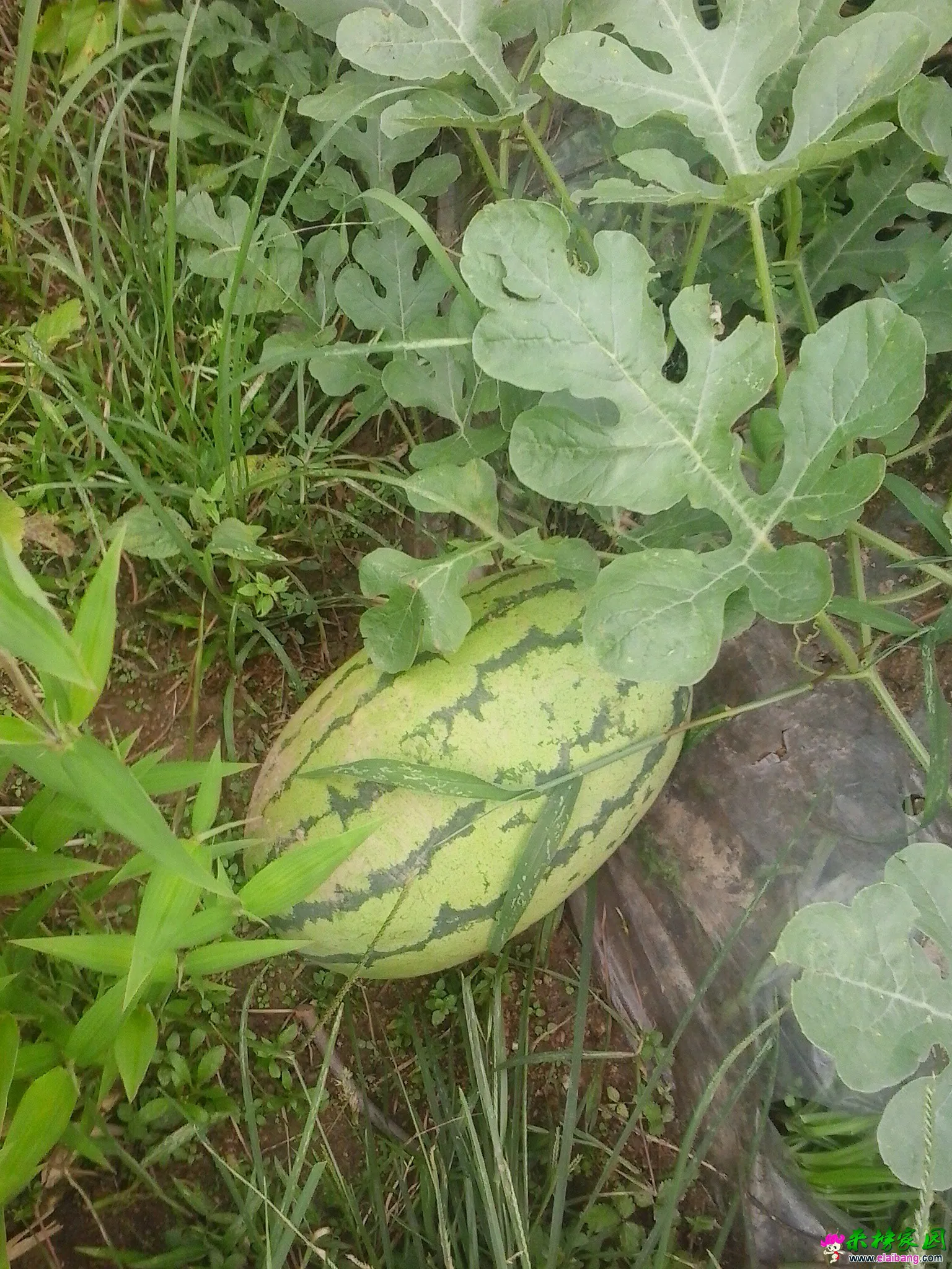 20140714_171501.webp