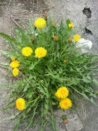 psb (8).webp