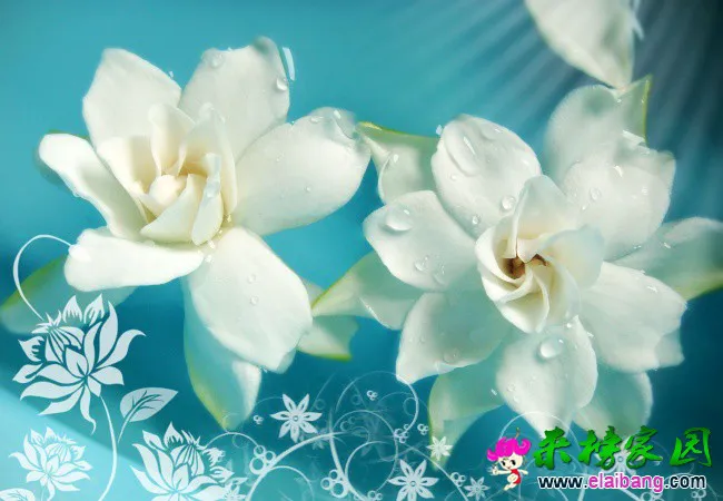 xpic4018.webp