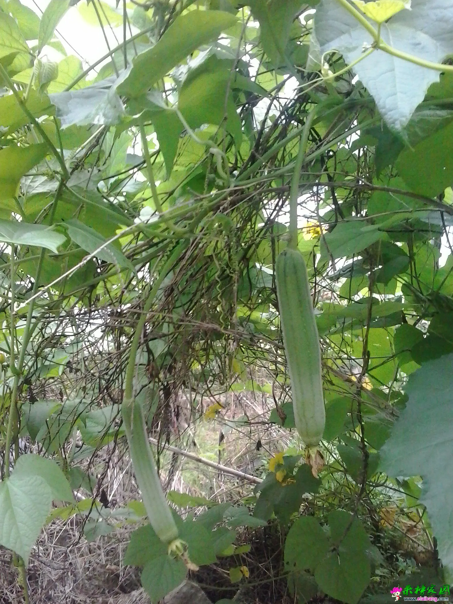 20140724_061005.webp