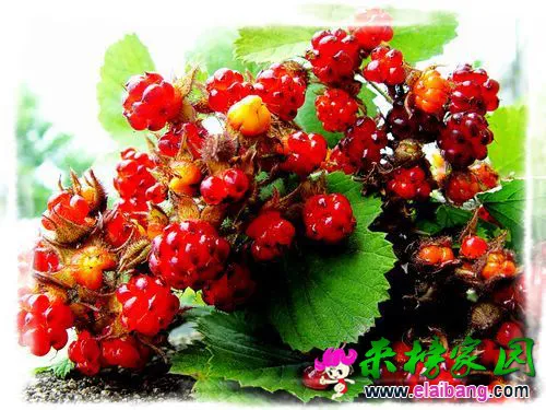 栽秧泡.webp