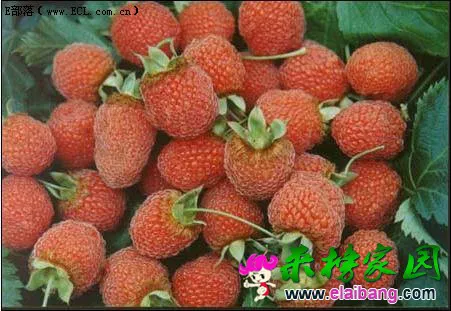 gaoyangpao.webp