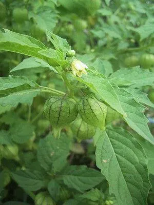 灯笼泡 又名野辣椒.webp