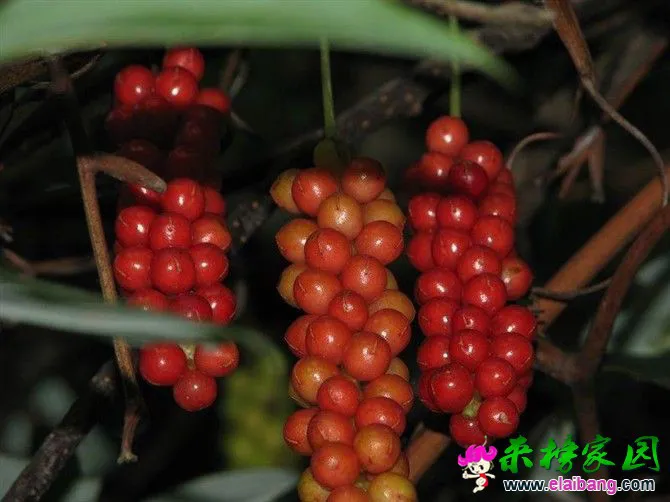 前串子.webp