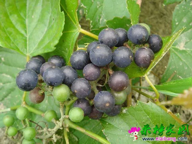 野葡萄.webp