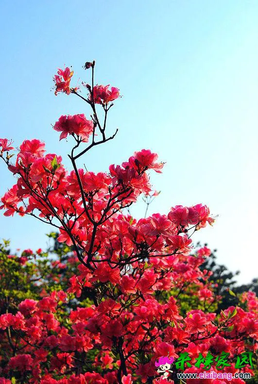 映山红.webp