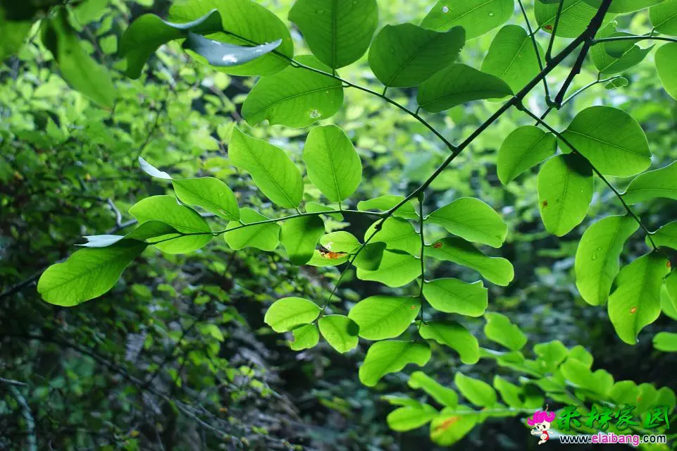 马元风光