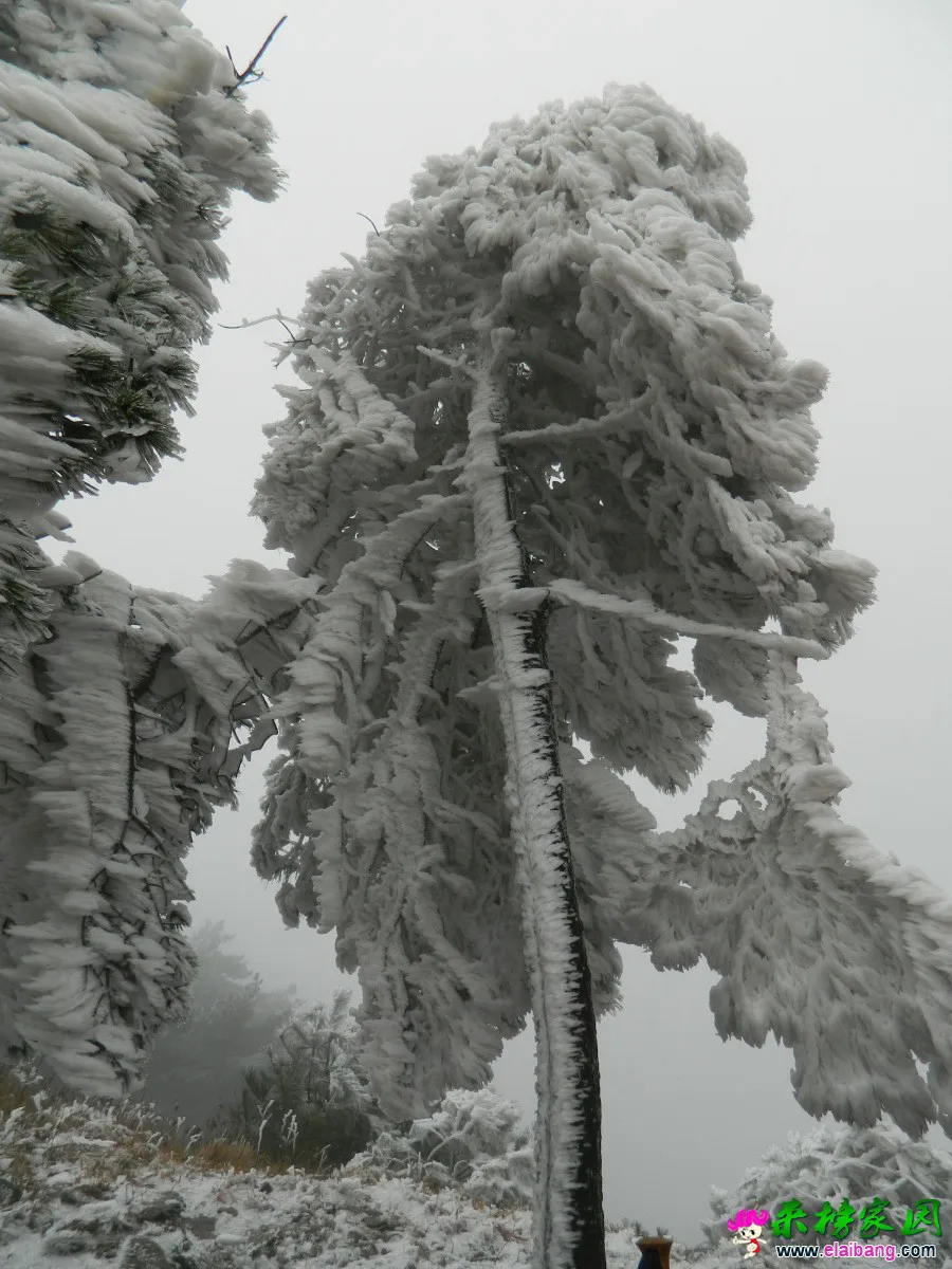 驼尖雪景2.webp