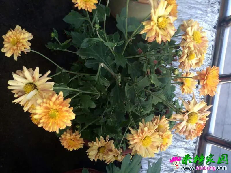 215144fnoecnz8clqn0q1m.webp