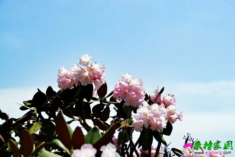 psb (29).webp