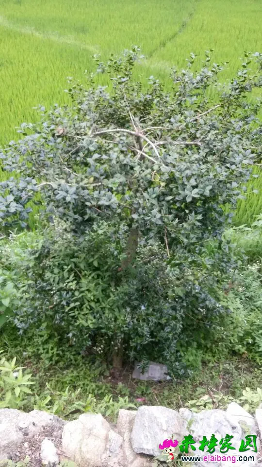 QQ图片2014073114142666.webp