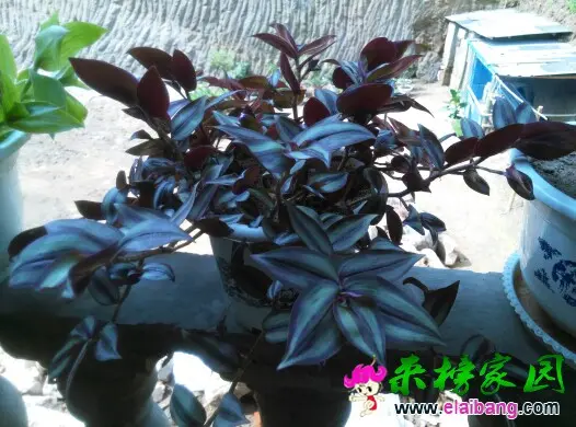 094432p0e44ds6zdu2scku.webp