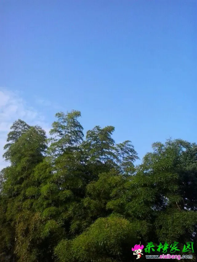 psb.webp